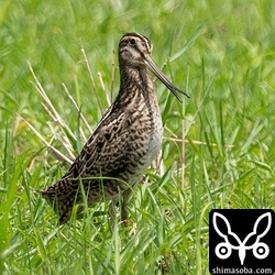 ずっと変顔をしていたチュウジシギ。^^;