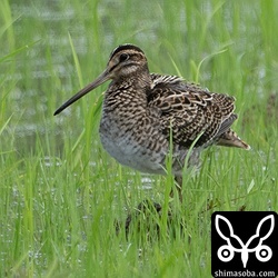 チュウジシギ幼鳥。