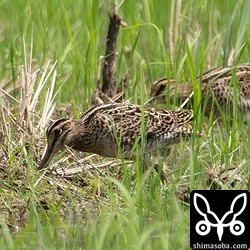 チュウジシギ幼鳥。
