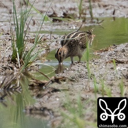 上のハリオシギと同じ田んぼにいたチュウジシギ。こちらは少し近かった。