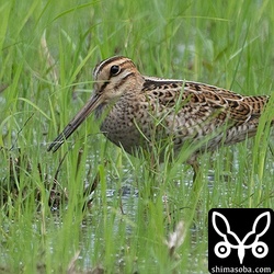 こちらもハリオシギ。