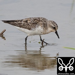 トウネン成鳥。冬羽に移行中。
