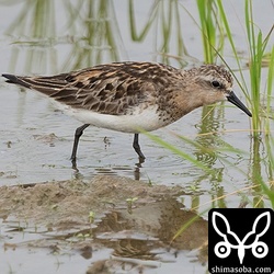 トウネン夏羽後期。