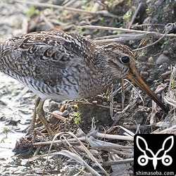 ハリオシギ成鳥夏羽。