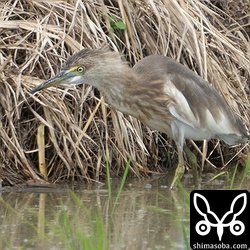 島内には2羽いますが、このジャワアカガシラサギは上と同個体。冬羽です。