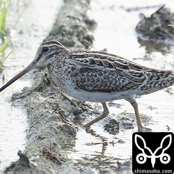 チュウジシギ成鳥。冬羽へ移行中。