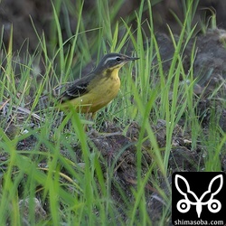今季初のマミジロツメナガセキレイ。オスの冬羽。