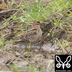 ハリオシギ幼鳥。