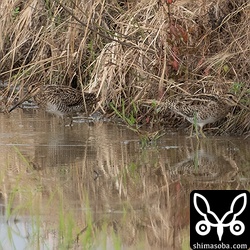 チュウジシギ幼鳥(左)と成鳥。