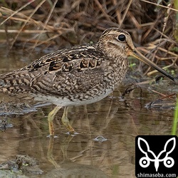 ハリオシギ夏羽後期。