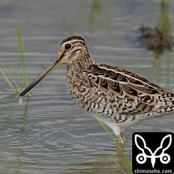 チュウジシギ成鳥。こちらも冬羽が少し出ています。