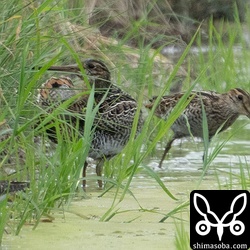 左のチュウジシギは上と同個体。