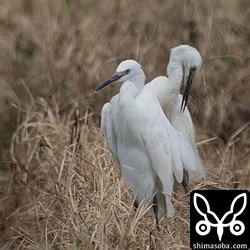 渡り組のコサギも増えてきました。