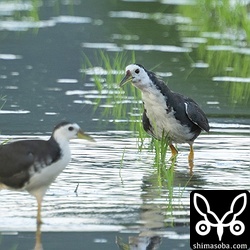 シロハラクイナのオス(奥)とメス。