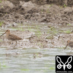 ハリオシギ幼鳥2羽。