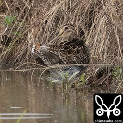チュウジシギ幼鳥。