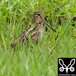 チュウジシギ幼鳥。