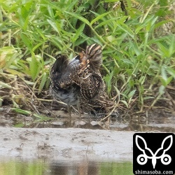 チュウジシギ幼鳥。