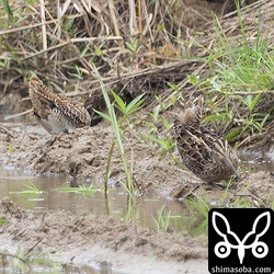 上と同個体のハリオシギ(左)とチュウジシギ。
