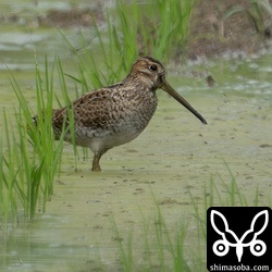 ハリオシギ幼鳥。