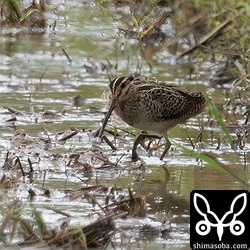 チュウジシギ幼鳥。