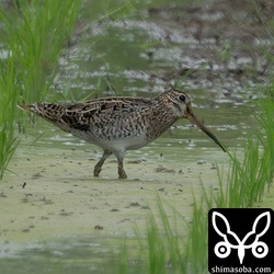 チュウジシギ成鳥。