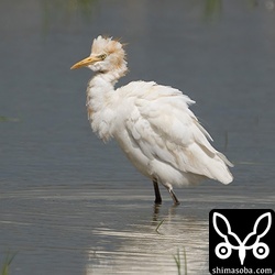 アマサギ夏羽から冬羽へ移行中。