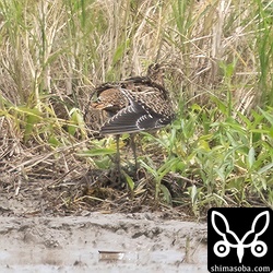 こちらもチュウジシギ幼鳥。