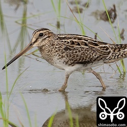 チュウジシギ成鳥。