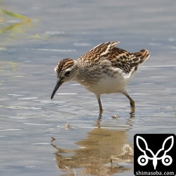 ヒバリシギ幼羽。