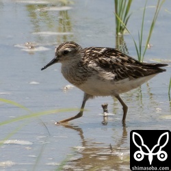 ヒバリシギ夏羽後期。