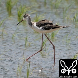 セイタカシギの幼鳥も到着。