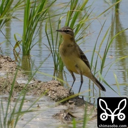 マミジロツメナガセキレイ成鳥冬羽。