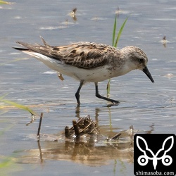 トウネン第1回夏羽から冬羽へ。