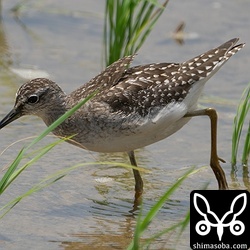 タカブシギ第1回冬羽。