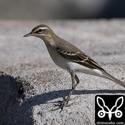 マミジロツメナガセキレイ第1回冬羽。