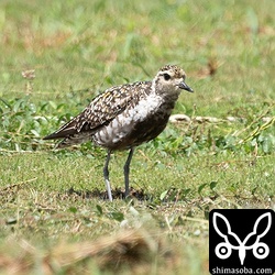 ムナグロ夏羽から冬羽へ移行中。