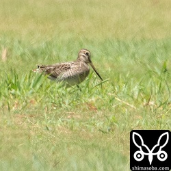 ハリオシギ幼鳥。