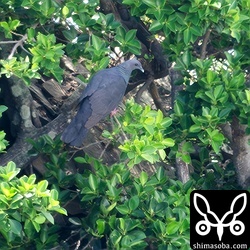 ヨナグニカラスバトは最大で7羽ほどの群れになりました。