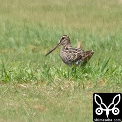 チュウジシギ幼鳥。