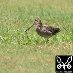 こちらもチュウジシギ幼鳥。