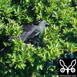 翼を広げて日光浴するヨナグニカラスバト。