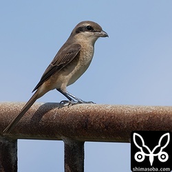 今季初のカラアカモズのメス。