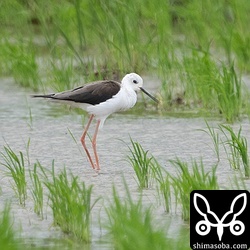 セイタカシギのメス成鳥冬羽。