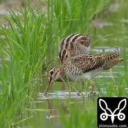 チュウジシギ幼鳥。