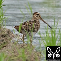 ハリオシギ幼鳥。チュウジシギもですが、成鳥より幼鳥が圧倒的に多いです。