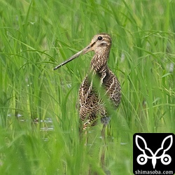 めちゃくちゃ遠いハリオシギ幼鳥。石垣島の秋の幼鳥で一番多いタイプの羽衣です。