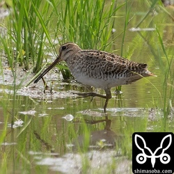 ハリオシギ幼鳥。