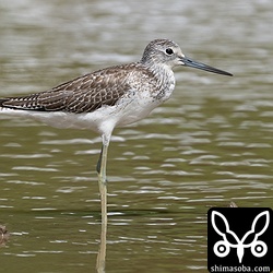 今季初のアオアシシギ幼鳥。