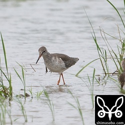 アカアシシギ第1回冬羽。